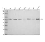 Anti-ACP2 Antibody Picoband® Boster Bio