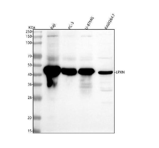 Anti-LPXN Antibody Picoband® Boster Bio