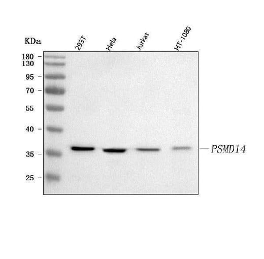Anti-POH1/PSMD14 Antibody Picoband® Boster Bio
