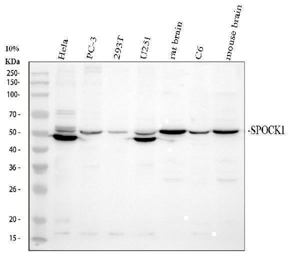 Anti-SPOCK1 Antibody Picoband® Boster Bio