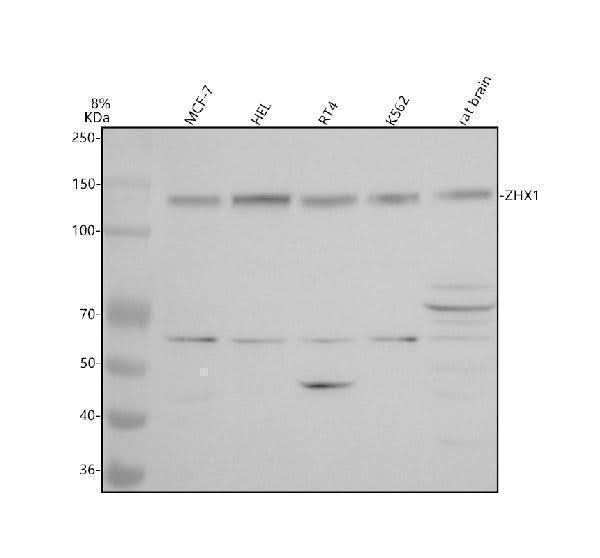 Anti-ZHX1 Antibody Picoband® Boster Bio