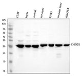 Anti-CHCHD3 Antibody Picoband® Boster Bio