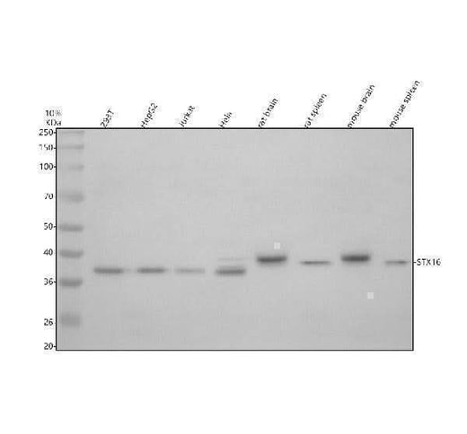 Anti-Syntaxin 16/STX16 Antibody Picoband® Boster Bio