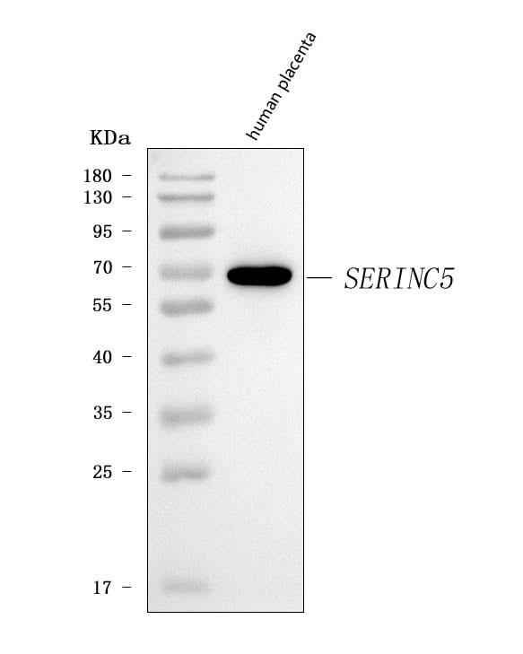 Anti-SERINC5 Antibody Picoband® Boster Bio