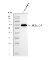 Anti-SERINC5 Antibody Picoband® Boster Bio
