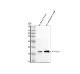Anti-Calmodulin/CALM 1/2/3 Antibody Picoband® Boster Bio