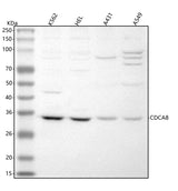 Anti-CDCA8 Antibody Picoband® Boster Bio