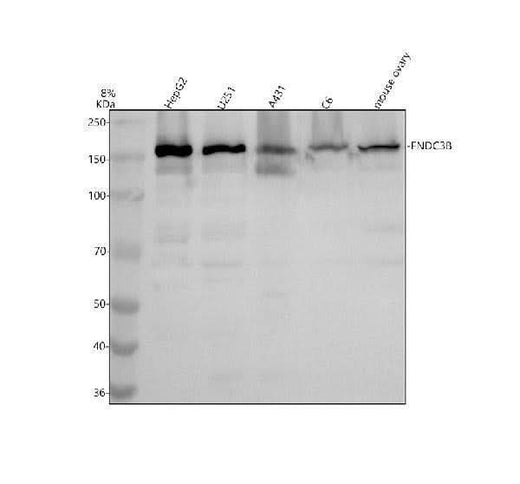 Anti-FNDC3B Antibody Picoband® Boster Bio