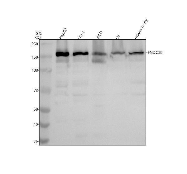 Anti-FNDC3B Antibody Picoband® Boster Bio