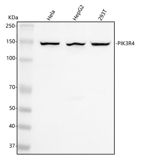 Anti-PIK3R4 Antibody Picoband® Boster Bio