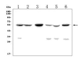 Anti-GP2 Picoband® Antibody Boster Bio