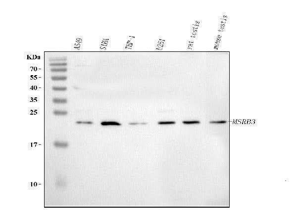 Anti-MSRB3 Antibody Picoband® Boster Bio