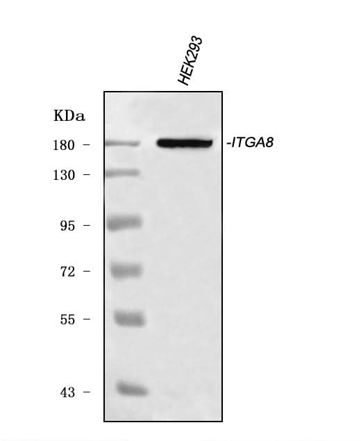 Anti-ITGA8 Antibody Picoband® Boster Bio