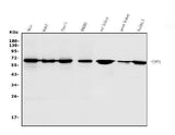 Anti-USP21 Antibody Picoband® Boster Bio