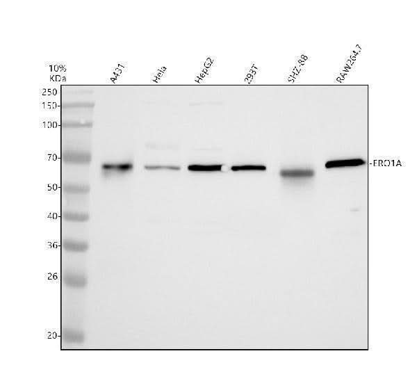 Anti-DUSP11 Antibody Picoband® Boster Bio
