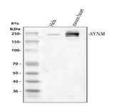 Anti-SYNM Antibody Picoband® Boster Bio