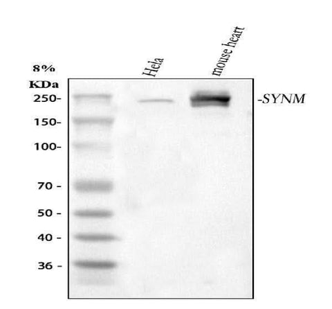 Anti-SYNM Antibody Picoband® Boster Bio