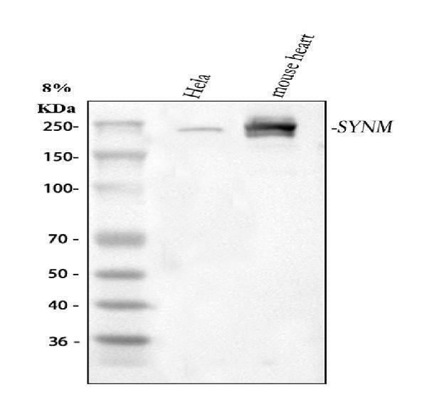 Anti-SYNM Antibody Picoband® Boster Bio