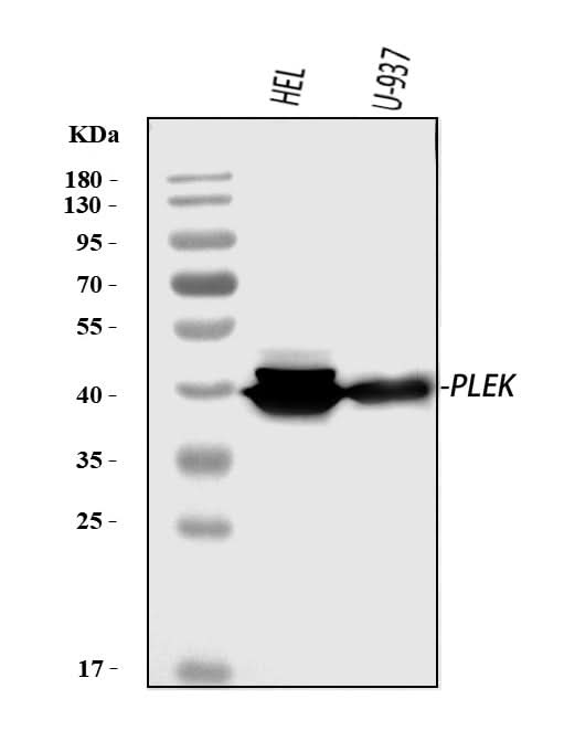 Anti-Pleckstrin/PLEK Antibody Picoband® Boster Bio