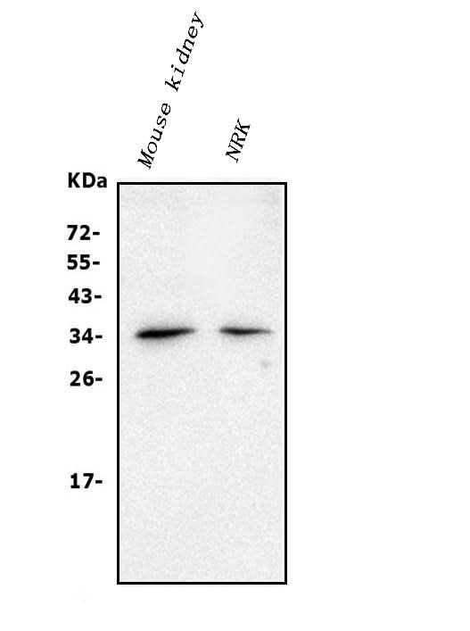 Anti-CLDN16/Claudin-16 Antibody Picoband® Boster Bio