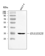 Anti-RNASEH2B Antibody Picoband® Boster Bio