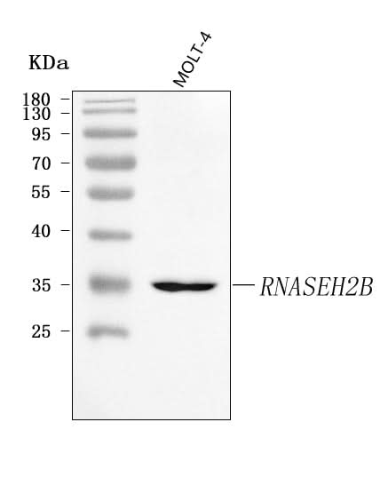 Anti-RNASEH2B Antibody Picoband® Boster Bio
