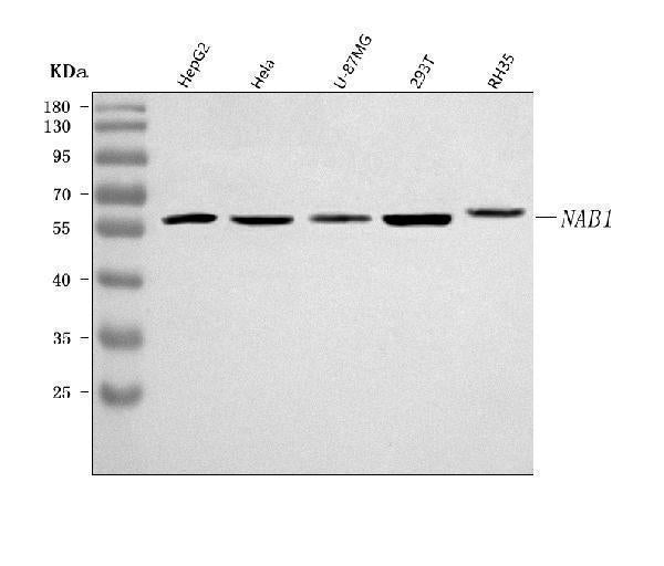 Anti-NAB1 Antibody Picoband® Boster Bio