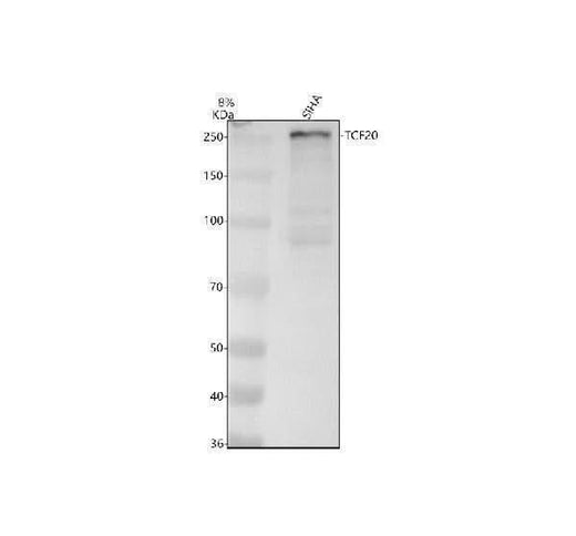 Anti-TCF20 Antibody Picoband® Boster Bio