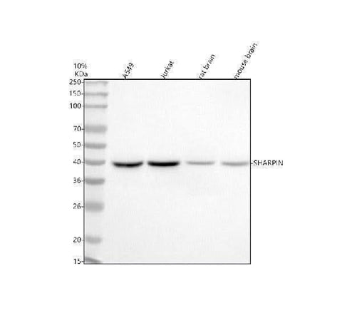 Anti-SHARPIN Antibody Picoband® Boster Bio