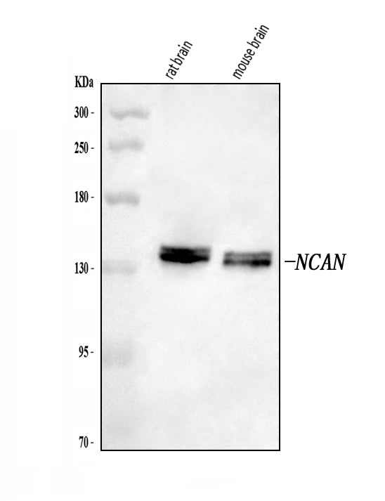 Anti-Neurocan/NCAN Antibody Picoband® Boster Bio