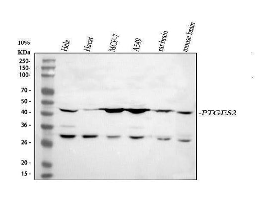 Anti-PTGES2/Gbf1 Antibody Picoband® Boster Bio