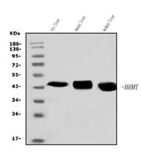 Anti-BHMT Antibody Picoband® Boster Bio