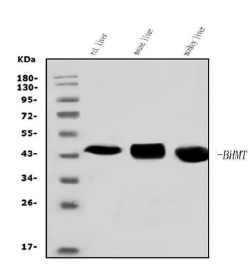 Anti-BHMT Antibody Picoband® Boster Bio