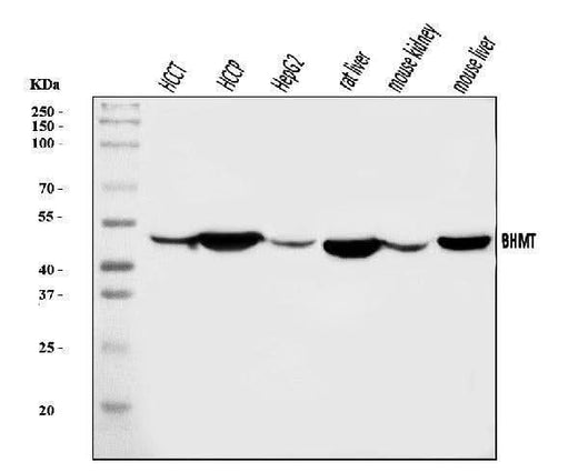 Anti-BHMT Antibody Picoband® Boster Bio