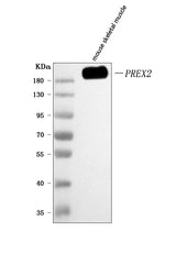 Anti-PREX2 Antibody Picoband® Boster Bio