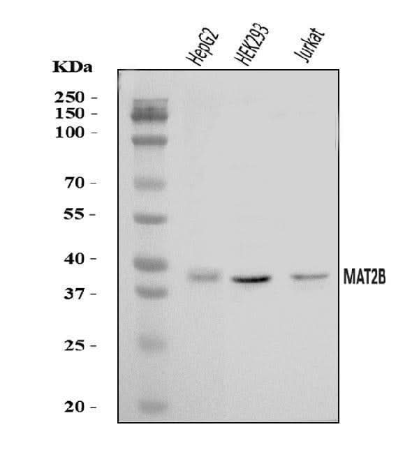 Anti-MAT2B/TGR Antibody Picoband® Boster Bio