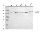 Anti-PRPF6 Antibody Picoband® Boster Bio