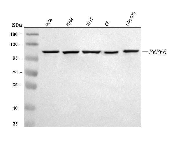 Anti-PRPF6 Antibody Picoband® Boster Bio
