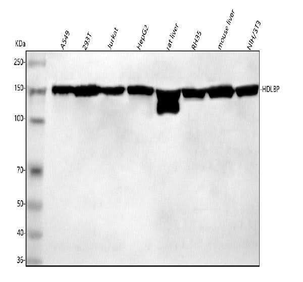 Anti-HDLBP Antibody Picoband® Boster Bio