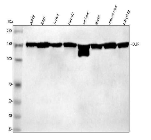Anti-HDLBP Antibody Picoband® Boster Bio