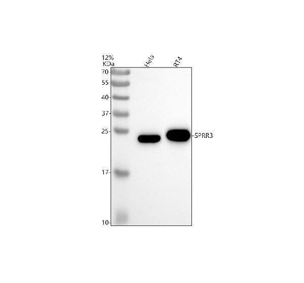 Anti-SPRR3 Antibody Picoband® Boster Bio