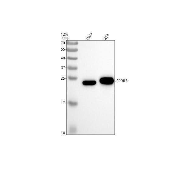 Anti-SPRR3 Antibody Picoband® Boster Bio