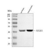 Anti-NEGR1 Antibody Picoband® Boster Bio