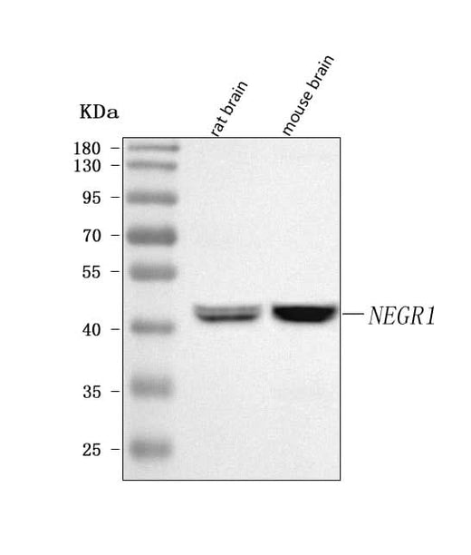Anti-NEGR1 Antibody Picoband® Boster Bio