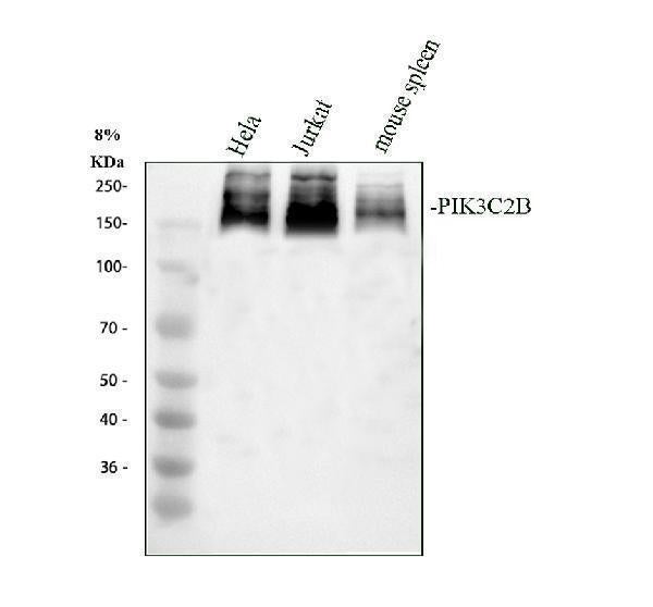 Anti-PIK3C2B Antibody Picoband® Boster Bio