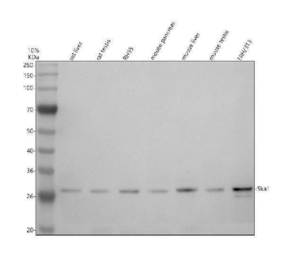 Anti-C18orf24/SKA1 Antibody Picoband® Boster Bio