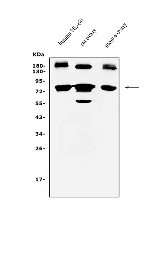 Anti-PRDM5 Antibody Picoband® Boster Bio