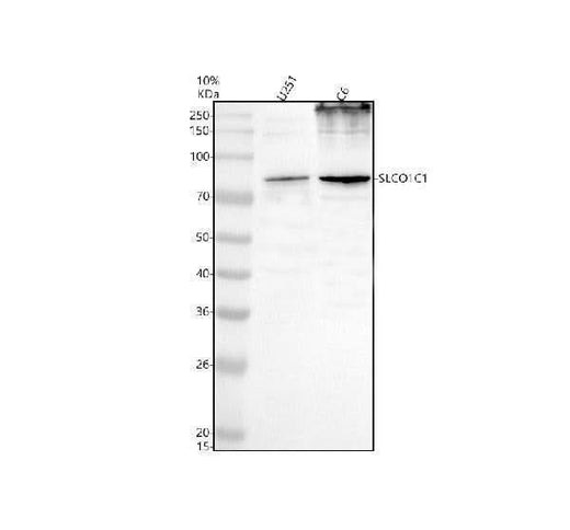 Anti-OATP14/SLCO1C1 Antibody Picoband® Boster Bio