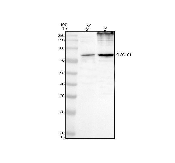 Anti-OATP14/SLCO1C1 Antibody Picoband® Boster Bio