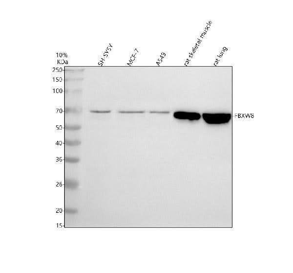 Anti-FBXW8 Antibody Picoband® Boster Bio